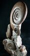 Huge Hammatoceras Ammonite Sculpture #7639-7